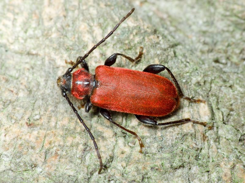 Pyrrhidium sanguineum (Linnaeus, 1758)